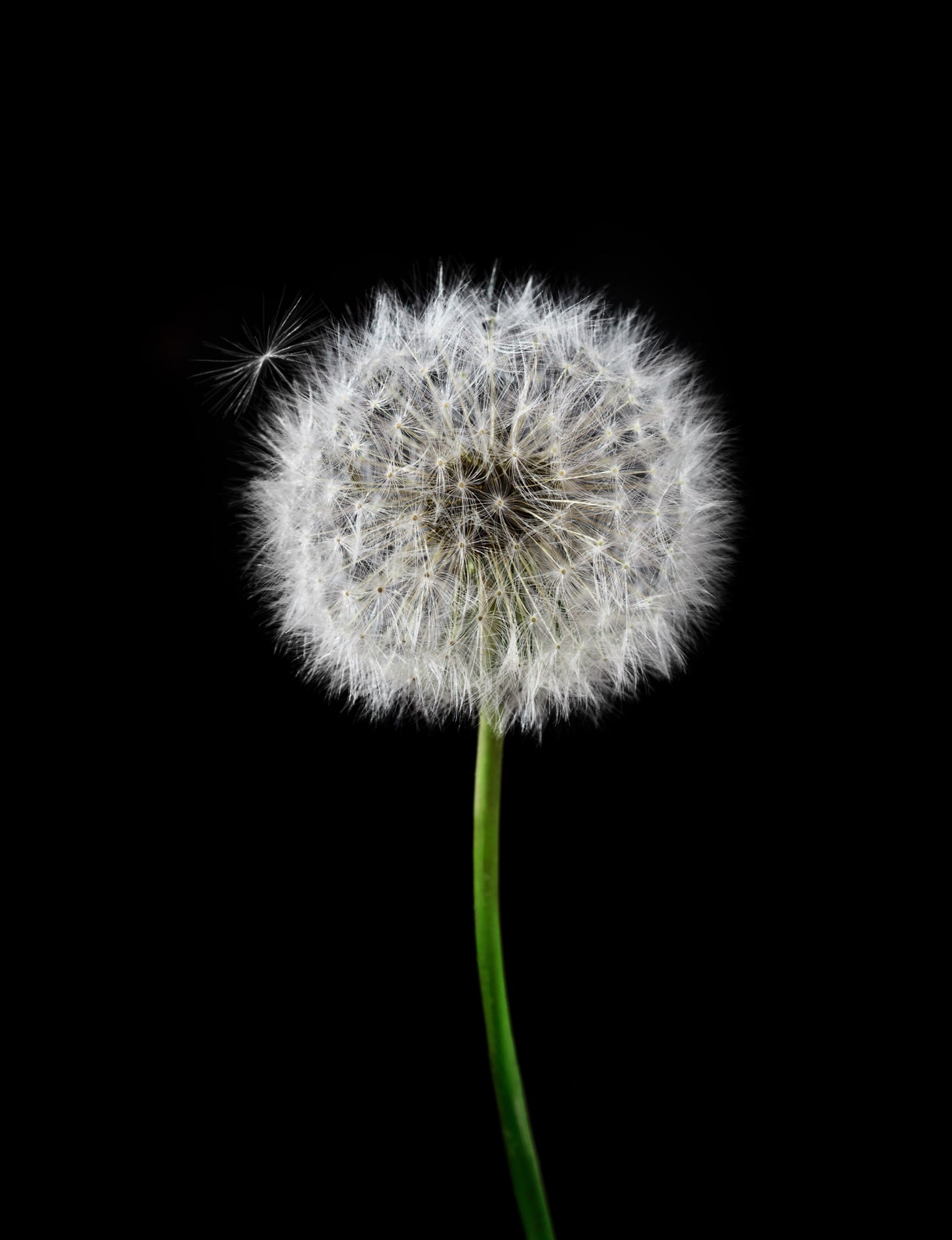 white-dandelion-with-a-green-stem-against-black.jpg